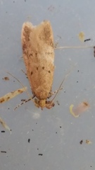 Gymnobathra levigata