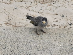 Manorina melanocephala