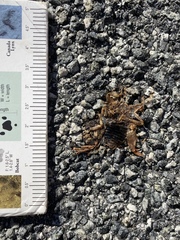 Ammopelmatus