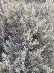 Atriplex confertifolia