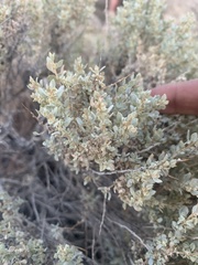 Atriplex confertifolia