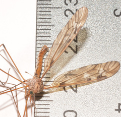 Tipula longiventris