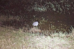 Nycticorax caledonicus