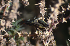 Melanoplus thomasi