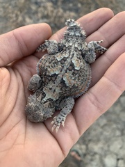 Phrynosoma platyrhinos