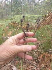 Haemodorum austroqueenslandicum