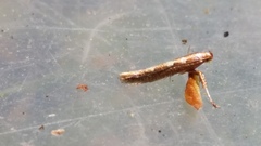 Caloptilia selenitis