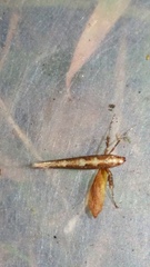 Caloptilia selenitis