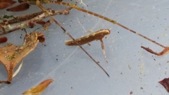 Caloptilia selenitis