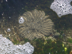 Heliaster helianthus