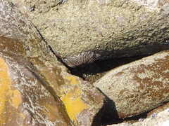 Heliaster helianthus