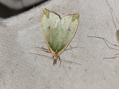 Pisinidea viridis