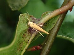 Stathmopoda skelloni