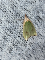 Pisinidea viridis