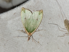 Pisinidea viridis