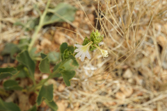 Scaevola crassifolia