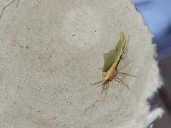 Pisinidea viridis