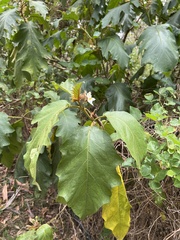 Solanum chrysotrichum