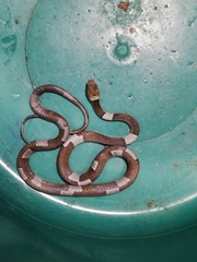 Leptodeira nigrofasciata