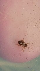 Storeus albosignatus