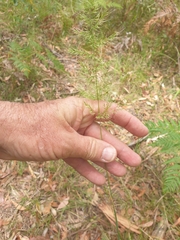 Dichelachne micrantha