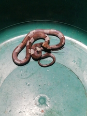 Leptodeira nigrofasciata