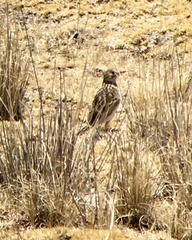 Anthus hellmayri