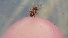 Storeus albosignatus