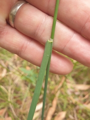 Dichelachne micrantha