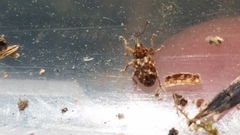 Storeus albosignatus