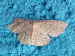 Cyclophora
