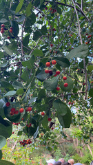 Magnoliopsida