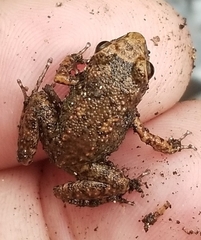 Eleutherodactylus rogersi