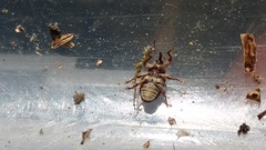 Storeus albosignatus