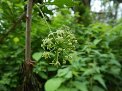 Eleutherococcus sieboldianus