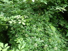 Eleutherococcus sieboldianus