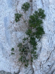 Peucephyllum schottii