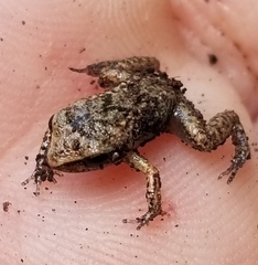 Eleutherodactylus rogersi