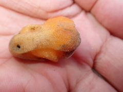 Porifera