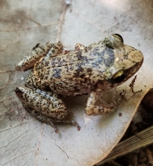 Eleutherodactylus rogersi