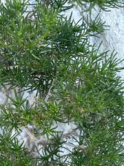 Peucephyllum schottii