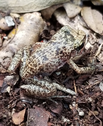 Bahamas Flathead Frog (Eleutherodactylus rogersi) · iNaturalist United ...