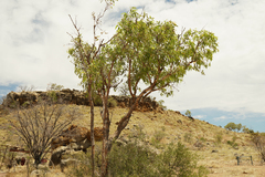 Corymbia