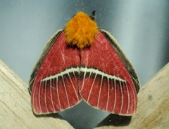 Pseudodirphia menander