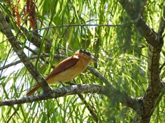 Pachyramphus validus