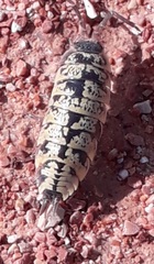 Porcellio ornatus