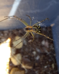 Leucauge dromedaria