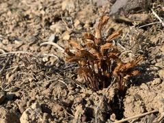 Aphyllon fasciculatum