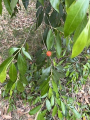 Petalostigma triloculare