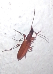Aryenis unicolor